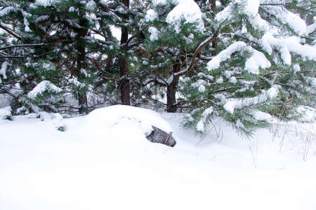 winter landscape, nature covered with snow at winter sunset