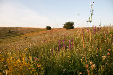 medicinal herbs with yellow flowers Hypericum, herb or shrub with characteristic yellow five-petal...