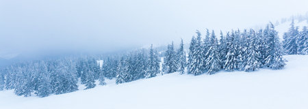 Frozen snow-covered fir forest after snowfall and gray sky in haze at winter day. Carpathian Mountains, Ukraineの写真素材