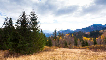 Wonderful beautiful landscape with mountains forest and meadow with trees in Carpathian mountains, Ukraine.の写真素材
