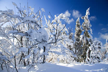 Carpathian mountains, Ukraine. Wonderful snow-covered firs against the backdrop of mountain peaks. Panoramic view of the picturesque snowy winter landscape. Gorgeous and quiet sunny day.の写真素材