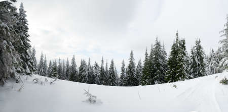 Carpathian mountains, Ukraine. Trees covered with hoarfrost and snow in winter mountains - Christmas snowy backgroundの写真素材