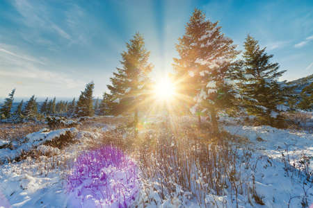 Winter sunset landscape, beautiful cold evening background. Awesome winter forest view. Sun rays light, blue snow. Perfect orange cloudy sky. Christmas nature scene. Frost. Winter road. Tall treesの写真素材