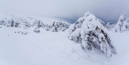 Frozen snow-covered fir forest after snowfall and gray sky in haze at winter day. Carpathian Mountains, Ukraineの写真素材