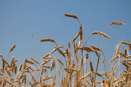 Kharkiv, Ukraine. Rye field. Ripe grain spikelets. Cover crop and a forage crop. Blue sky...