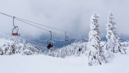 Frozen snow-covered fir forest after snowfall and gray sky in haze at winter day. Carpathian Mountains, Ukraineの写真素材