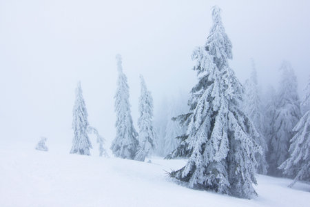 Cold winter morning. From the lawn, a panoramic view of the covered with frost trees in the snowdrifts, high mountain with snow white peaks. Location place Carpathian, Ukraine, Europe.の写真素材