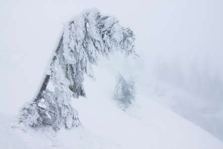 Cold winter morning. From the lawn, a panoramic view of the covered with frost trees in the...