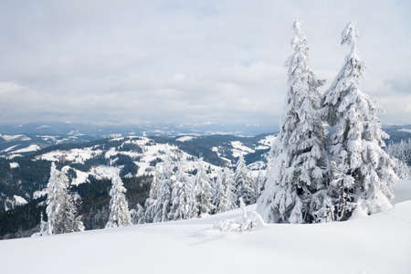 Carpathian mountains, Ukraine. Trees covered with hoarfrost and snow in winter mountains - Christmas snowy backgroundの写真素材