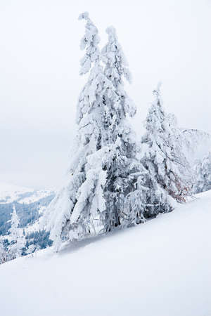 Carpathian mountains, Ukraine. Beautiful winter landscape. The forrest ist covered with snow.の写真素材