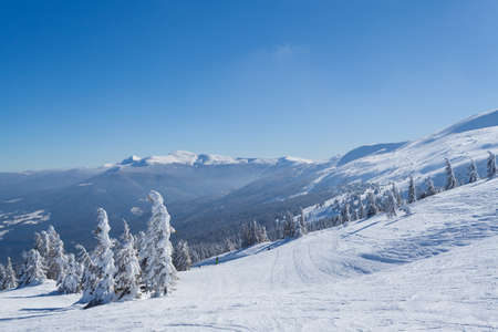 Beautiful winter panorama with fresh powder snow. Landscape with spruce trees, blue sky with sun light and high Carpathian mountains on backgroundの写真素材