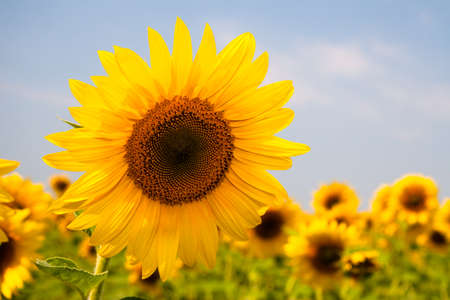 Kharkov, Ukraine. Sunflower fields with sunflower are blooming on the background of the sky on sunny days and hot weather. Sunflower is a popular field planted for vegetable oil production.の写真素材