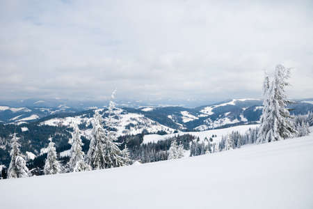 Carpathian mountains, Ukraine. Trees covered with hoarfrost and snow in winter mountains - Christmas snowy backgroundの写真素材