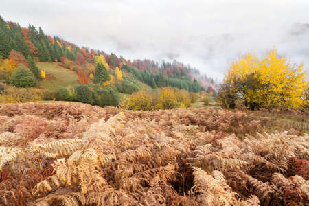 Autumn landscape with fog in the mountains. Fir forest on the hills. Carpathians, Ukraine, Europeの写真素材