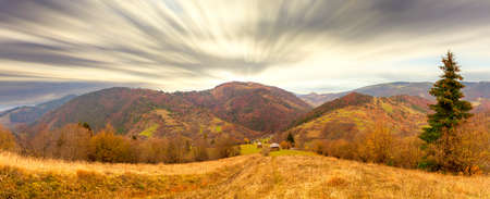 Carpathians, Ukraine. A wonderful forest glade with flowers in the cool shade of trees on a hot summer evening.の写真素材