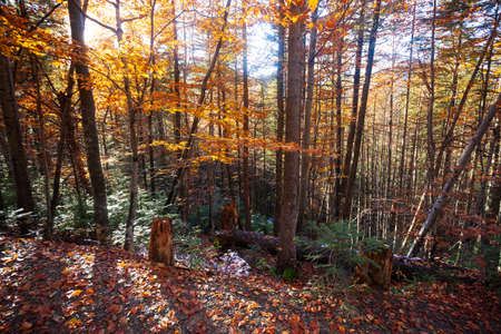 Wonderful forest atmosphere in autumn. Yellow, orange and green leaves. Forest in the Carpathian mountains, Ukraine.の写真素材