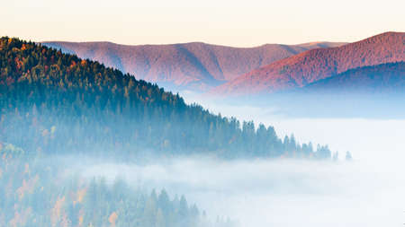 Autumn landscape with fog in the mountains. Fir forest on the hills. Carpathians, Ukraine, Europeの写真素材