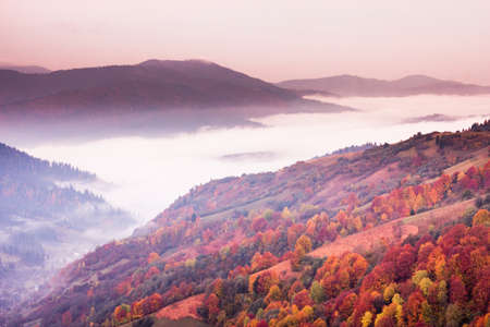 Autumn landscape with fog in the mountains. Fir forest on the hills. Carpathians, Ukraine, Europeの写真素材