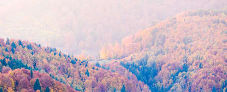 Autumn landscape with fog in the mountains. Fir forest on the hills. Carpathians, Ukraine, Europeの写真素材