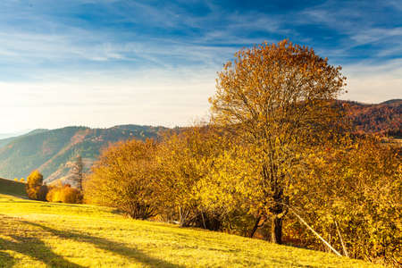Panoramic view of Ukraine countryside, lonely windy tree, rolling hills and green fields at sunset. Carpathians, Synevyr pass.の写真素材