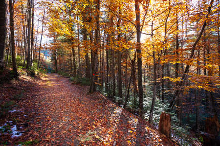 Wonderful forest atmosphere in autumn. Yellow, orange and green leaves. Forest in the Carpathian mountains, Ukraine.の写真素材