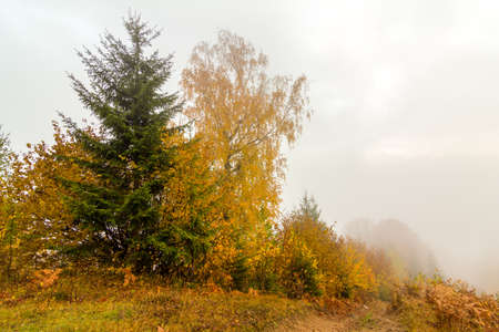Autumn landscape with fog in the mountains. Fir forest on the hills. Carpathians, Ukraine, Europeの写真素材