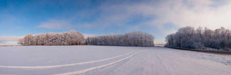 Winter atmospheric landscape with frost-covered dry plants during snowfall. Winter Christmas backgroundの写真素材