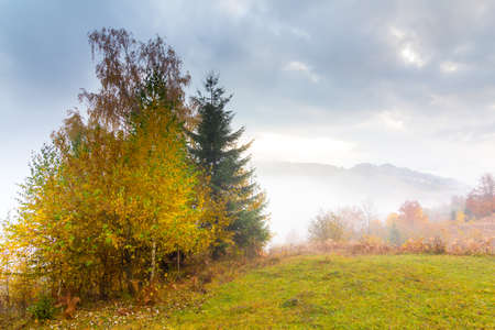 Autumn landscape with fog in the mountains. Fir forest on the hills. Carpathians, Ukraine, Europeの写真素材