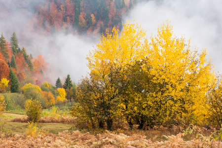 Autumn landscape with fog in the mountains. Fir forest on the hills. Carpathians, Ukraine, Europeの写真素材