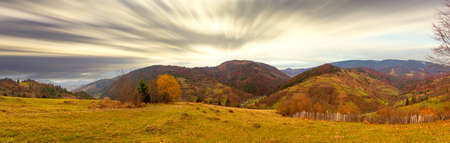 Carpathians, Ukraine. A wonderful forest glade with flowers in the cool shade of trees on a hot summer evening.の写真素材