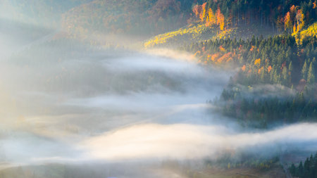 Autumn landscape with fog in the mountains. Fir forest on the hills. Carpathians, Ukraine, Europeの写真素材