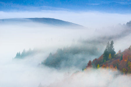 Autumn landscape with fog in the mountains. Fir forest on the hills. Carpathians, Ukraine, Europeの写真素材