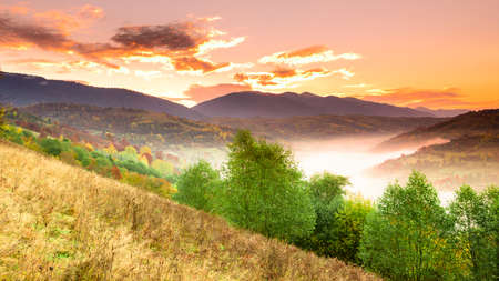 Autumn landscape with fog in the mountains. Fir forest on the hills. Carpathians, Ukraine, Europeの写真素材