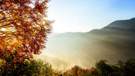 Autumn landscape with fog in the mountains. Fir forest on the hills. Carpathians, Ukraine, Europeの写真素材
