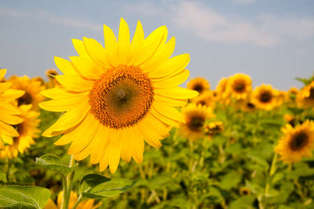 Kharkov, Ukraine. Sunflower fields with sunflower are blooming on the background of the sky on sunny days and hot weather. Sunflower is a popular field planted for vegetable oil production.の写真素材