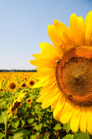 Kharkov, Ukraine. Sunflower fields with sunflower are blooming on the background of the sky on sunny days and hot weather. Sunflower is a popular field planted for vegetable oil production.の写真素材