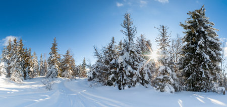 wonderfully majestic winter landscape glowing by sunlight. wintry scene. Carpathian, Ukraine, Europe. Beauty world. Happy New Yearの写真素材