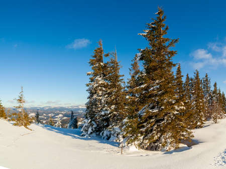 Wonderful wintery Scenery in sunny day. Winter landscape with snow capped mountain under sunlight. Popular hiking and travel place. Winter wonderland. stunning nature background. Carpathian mountains.の写真素材