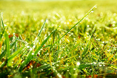 Close up of fresh thick grass with water drops in the early morningの写真素材