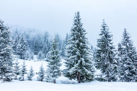 Beautiful winter landscape with snow covered trees. Winter mountains.の写真素材