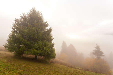 Beautiful morning at autumn mountain valley and small village in it. Panoramic landscape of foggy mountains with haystack and spruce tree.の写真素材