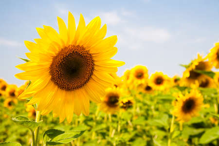 Kharkov, Ukraine. Sunflower fields with sunflower are blooming on the background of the sky on sunny days and hot weather. Sunflower is a popular field planted for vegetable oil production.の写真素材