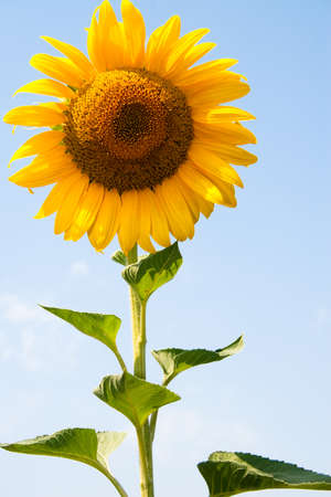 Kharkov, Ukraine. Sunflower fields with sunflower are blooming on the background of the sky on sunny days and hot weather. Sunflower is a popular field planted for vegetable oil production.の写真素材
