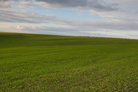 Wheat field with blue skies, clouds. Nature Landscape. Rural Scenery in Ukraine. Rich harvest Concept.の写真素材