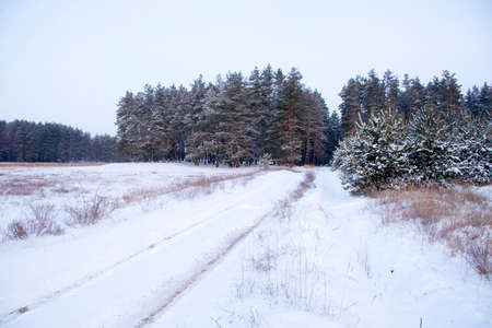 Carpathian mountains, Ukraine. Beautiful winter landscape. The forrest ist covered with snow. High quality photoの写真素材