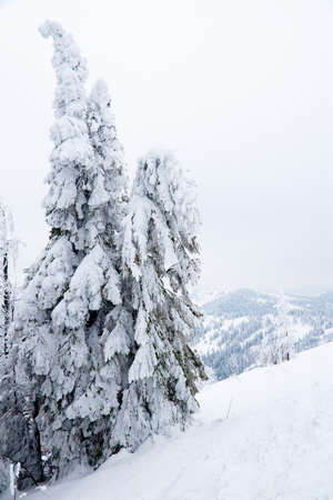 Carpathian mountains, Ukraine. Beautiful winter landscape. The forrest ist covered with snow.の写真素材