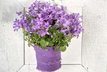 Purple campanula  bluebell flowers on white wooden background, poscard concept, copy spaceの写真素材
