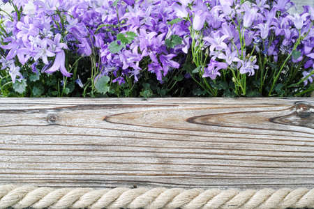 Purple campanula  bluebell flowers on wooden background, poscard concept, copy spaceの写真素材
