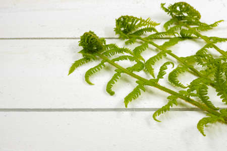 Young fern green leaves on white wooden backgroundの写真素材