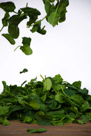 Leaves of fresh green spinach, white backgroundの写真素材